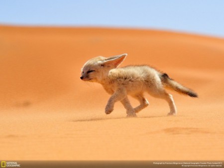 Toutes les photos d'animaux les plus merveilleuses <3 (fennec)