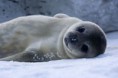 /album/galerie-photos/a290px-bebe-phoque-de-weddell-baby-weddell-seal-jpg/