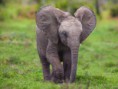 /album/galerie-photos/elephants-jpg/