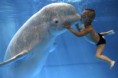 /album/galerie-photos/beluga-whale-jpg/