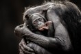 /album/galerie-photos/singes-jpg/