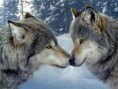 /album/galerie-photos/loups-3-jpg/