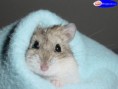 /album/galerie-photos/hamster-jpg/