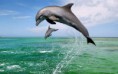 /album/galerie-photos/dauphins-jpg/